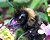Photographie référence: n°2087 <br> Publication en droits gérés <br> Veuillez lire les informations générales et me contacter pour plus d'informations
