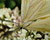 Photographie référence: n°2166 <br> Publication en droits gérés <br> Veuillez lire les informations générales et me contacter pour plus d'informations