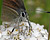 Photographie référence: n°2192 <br> Publication en droits gérés <br> Veuillez lire les informations générales et me contacter pour plus d'informations
