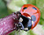 Photographie référence: n°2348 <br> Publication en droits gérés <br> Veuillez lire les informations générales et me contacter pour plus d'informations