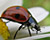 Photographie référence: n°2362 <br> Publication en droits gérés <br> Veuillez lire les informations générales et me contacter pour plus d'informations