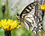 Photographie référence: n°3481 <br> Publication en droits gérés <br> Veuillez lire les informations générales et me contacter pour plus d'informations