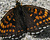 Photographie référence: n°3483 <br> Publication en droits gérés <br> Veuillez lire les informations générales et me contacter pour plus d'informations