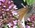 Photographie référence: n°3485 <br> Publication en droits gérés <br> Veuillez lire les informations générales et me contacter pour plus d'informations
