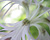 Photographie référence: n°3571 <br> Publication en droits gérés <br> Veuillez lire les informations générales et me contacter pour plus d'informations