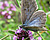 Photographie référence: n°4955 <br> Publication en droits gérés <br> Veuillez lire les informations générales et me contacter pour plus d'informations