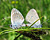 Photographie référence: n°5063 <br> Publication en droits gérés <br> Veuillez lire les informations générales et me contacter pour plus d'informations