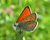 Photographie référence: n°5144 <br> Publication en droits gérés <br> Veuillez lire les informations générales et me contacter pour plus d'informations