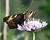 Photographie référence: n°5281 <br> Publication en droits gérés <br> Veuillez lire les informations générales et me contacter pour plus d'informations