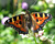 Photographie référence: n°5374 <br> Publication en droits gérés <br> Veuillez lire les informations générales et me contacter pour plus d'informations
