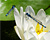 Photographie référence: n°5447 <br> Publication en droits gérés <br> Veuillez lire les informations générales et me contacter pour plus d'informations