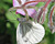 Photographie référence: n°5454 <br> Publication en droits gérés <br> Veuillez lire les informations générales et me contacter pour plus d'informations