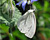 Photographie référence: n°5457 <br> Publication en droits gérés <br> Veuillez lire les informations générales et me contacter pour plus d'informations