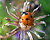 Photographie référence: n°5649 <br> Publication en droits gérés <br> Veuillez lire les informations générales et me contacter pour plus d'informations